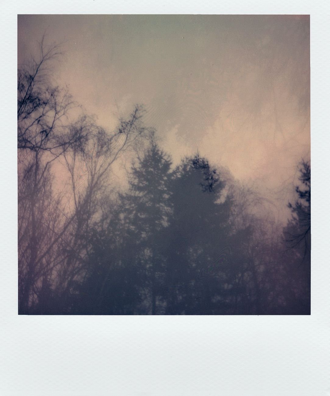 Atmospheric fog enveloping a forest silhouette — horror genre